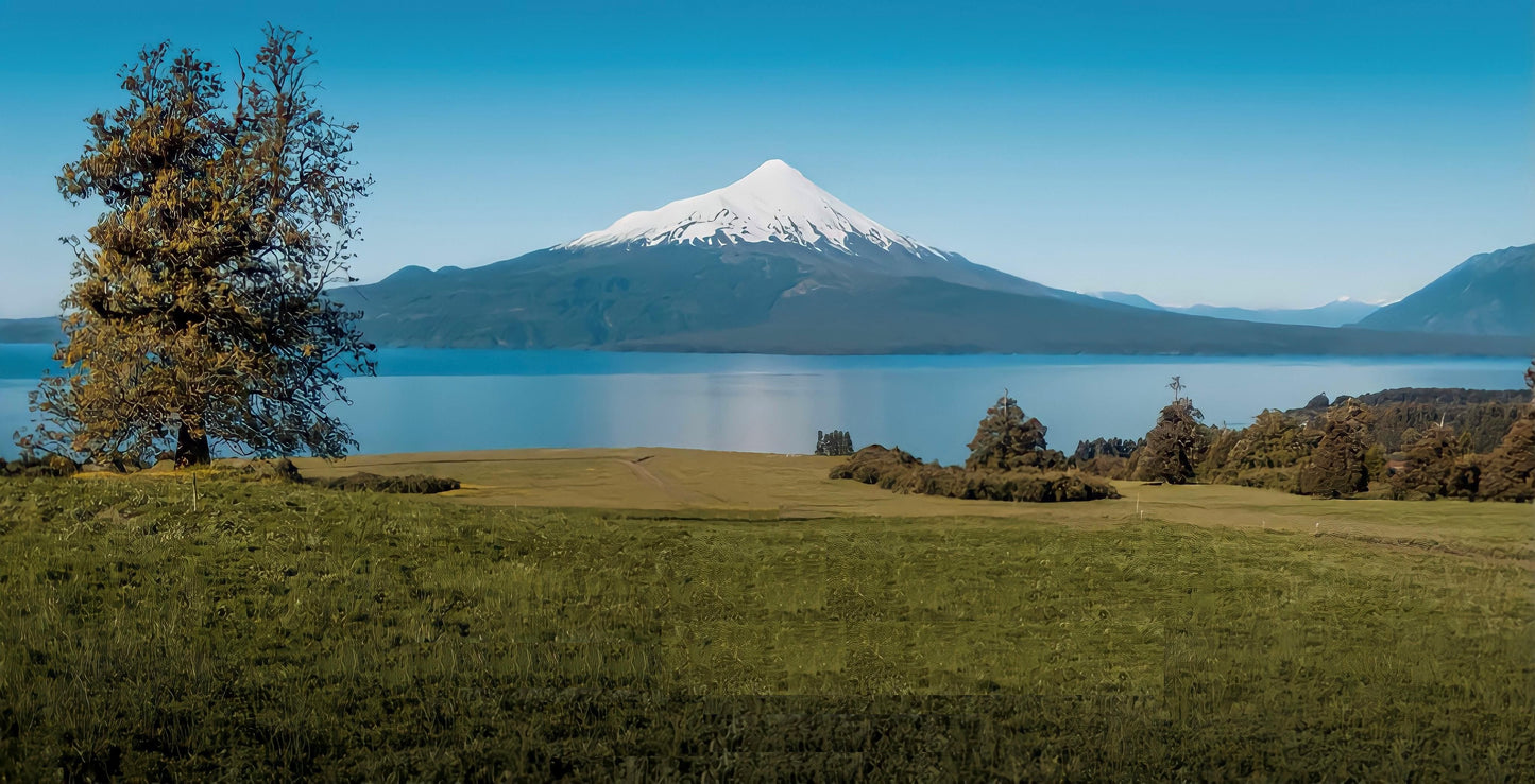 miel orgánica del sur de Chile. caja de 10 kg